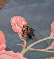 Andrena milwaukeensis