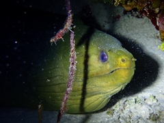Gymnothorax funebris