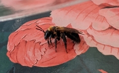 Andrena milwaukeensis