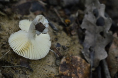 Russula raoultii