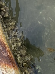 Amphibalanus amphitrite