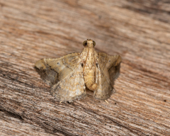 Scenedra decoratalis