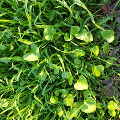 Claytonia perfoliata