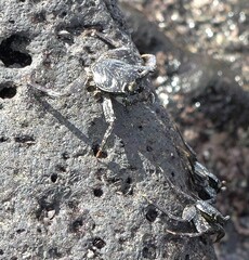 Grapsus tenuicrustatus