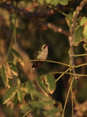 Cynanthus forficatus