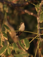 Cynanthus forficatus