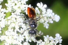 Apoidea