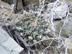 Thelocactus rinconensis