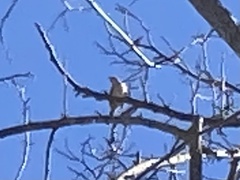 Setophaga coronata