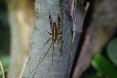 Talitropsis megatibia