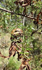 Acacia ulicifolia