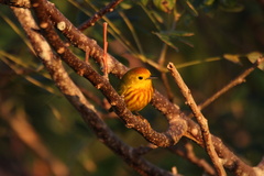 Setophaga petechia rufivertex