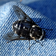 Triclista guttata