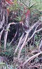 Pteroptochos castaneus