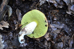 Hemileccinum depilatum