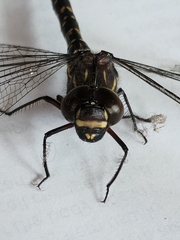 Austroaeschna multipunctata