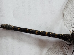 Austroaeschna multipunctata