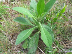 Pterocaulon