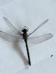 Austroaeschna multipunctata