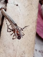 Alpaida gallardoi