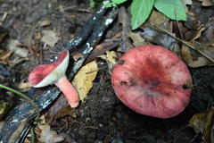 Russula amoena