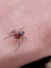 Alpaida gallardoi