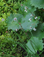 Micranthes odontoloma