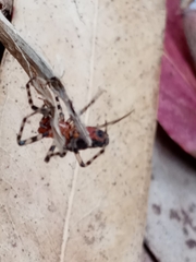 Alpaida gallardoi