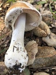 Amanita velosa