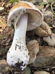 Amanita velosa