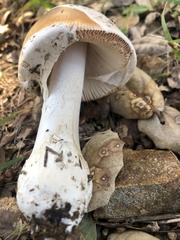 Amanita velosa