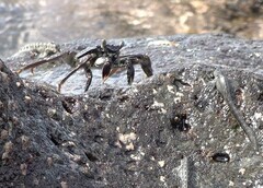 Grapsus tenuicrustatus