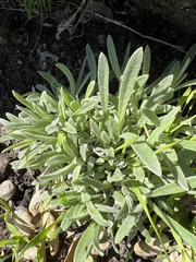 Pseudognaphalium beneolens