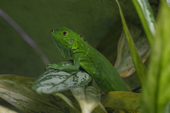 Iguana iguana