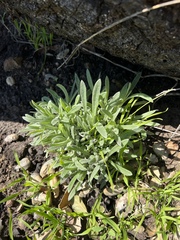 Pseudognaphalium beneolens