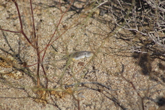 Liolaemus nigromaculatus