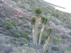 Yucca filifera