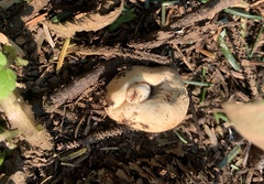 Russula stricklandiorum
