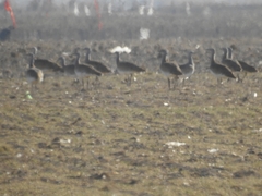 Otis tarda dybowskii