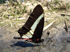 Protographium asius