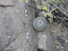 Mammillaria chionocephala