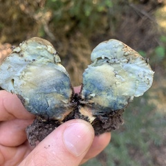 Caloboletus rubripes