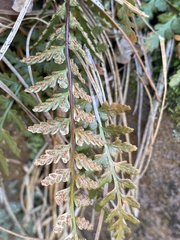 Asplenium bradleyi