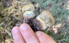 Caloboletus rubripes