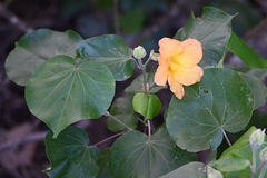 Hibiscus tiliaceus pernambucensis