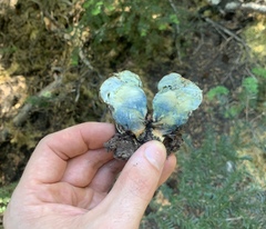 Caloboletus rubripes