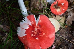 Russula lepida