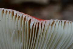 Russula lepida