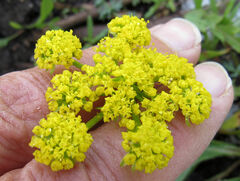 Lomatium cous