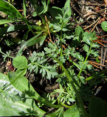 Lomatium cous